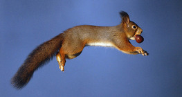 Squirrel jumping