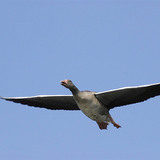 Greylag goose flying