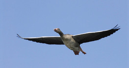 Greylag goose flying