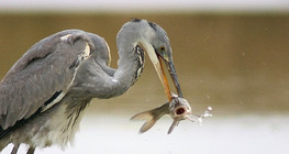 Grey heron fishing