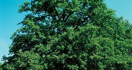 Δρυς (βελανιδιά)