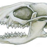 Οδόντωση των εντομοκτόνων