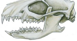 Οδόντωση των εντομοκτόνων