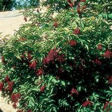 κουφοξυλιά