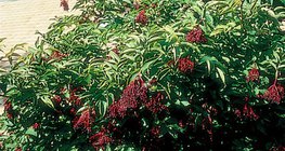 κουφοξυλιά