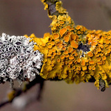 Κοινή πορτοκαλιά λειχήνα (Xanthoria parietina)