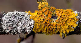 Κοινή πορτοκαλιά λειχήνα (Xanthoria parietina)