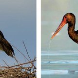 White stork in the nest · Black stork catching fish