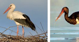 White stork in the nest · Black stork catching fish
