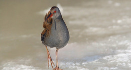 Water rail