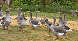 Geese