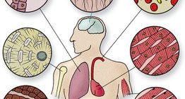 Cell types of tissues