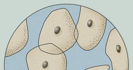 The microscopic image of epithelial cells from the surface of the tongue