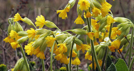Cowslip