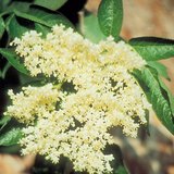 European black elder flower