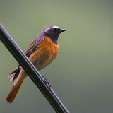 Common redstart
