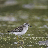 Wood sandpiper
