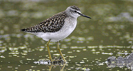 Wood sandpiper