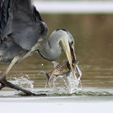 Grey heron fishing