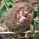 Hedgehog rolling up – 2