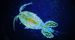 Copepod with egg sacs