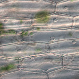 Επιδερμικά κύτταρα φυτών