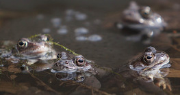 Common frogs