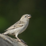 σπιτοσπουργίτης