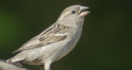 σπιτοσπουργίτης