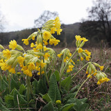 Cowslip