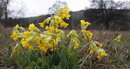 Cowslip