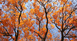 Trees in the autumn