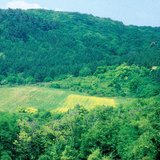 Αγρός για τροφή ελεύθερων ζώων