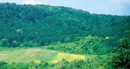 Αγρός για τροφή ελεύθερων ζώων