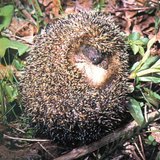 Hedgehog rolling up – 3
