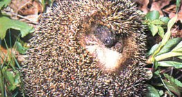 Hedgehog rolling up – 3