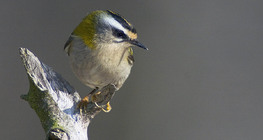 Common firecrest