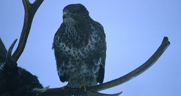 Common buzzard