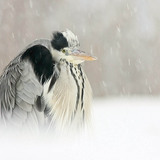 Grey heron in snow
