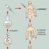 Védettség kialakítása legyengített kórokozókkal és kész ellenanyaggal