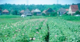 Blooming potato plant