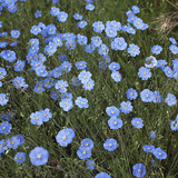 Flax flower