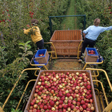 Apple picking