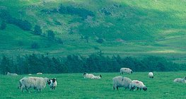 Sheep grazing in Great Britain