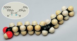 Ελαϊκό οξύ και μοντέλα του