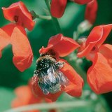 A bee looking for food