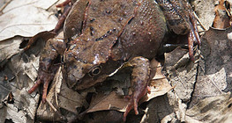 Common frog