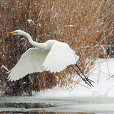 Great egret in flight