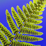 Male fern leaf