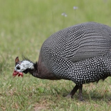 Guineafowl